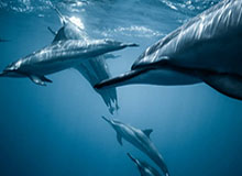 开云平台-C罗禁区内被铲倒，但裁判示意越位在先没有点球